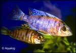 AULONOCARA ORANGE BLANCH