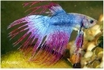 BETTA CROWNTAIL  - KEMPVIS CROWNTAIL DIV KLEUREN