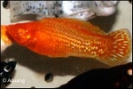 POECILLIA SPHENOPS RED - RODE MOLLY