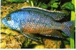 PROTOMELAS SIMILIS