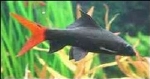 VUURSTAART LABEO EPALZEORHYNCHOS BICOLOR