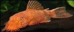 ANCISTRUS SP. SUPER RED