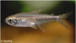 HEMIGRAMMUS ERYTHROZONES - VUURNEON