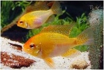 MIKROGEOPHAGUS RAMIREZI  GOUD - ANTENNEBAARS