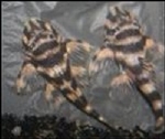 L-052 HYPANCISTRUS DEKEYSERIN