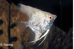 PTEROPHYLLUM SCALARE BLEU DIAMANT - MAANVIS