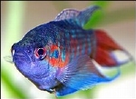 MACROPODUS OPERCULARIS BLEU - PARADIJSVIS