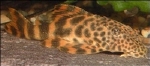 L-147 PECKOLTIA SP. HEAD SPOTTED