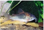 CORYDORAS VENEZUELA SPECIE - PANTSERWELS