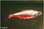 PARACHEIRODON INNESI - NEONTETRA GOLD