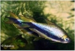 NEMATOBRYCON PALMERI - KEIZER TETRA