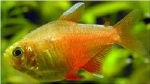 HYPHESSOBRYCON FLAMMEUS YELLOW - GELE RIO