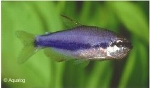 INPAICHTHYS KERRI SUPER BLEU - KEIZERTETRA
