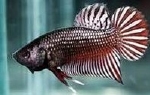 BETTA IMBELLIS  - KEMPVIS KLEINBLIJVEND