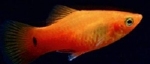 XIPHOPHORUS MACULATUS - PLATY HOOGVIN MIX