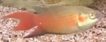 MACROPODUS OPERCULARIS SUPER RED - PARADIJSVIS S