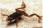 HYMENOCHIRUS SPEC.GOUD - KIKKER DWERGKLAUW