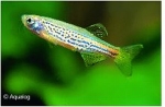 BRACHYDANIO FRANKEI - LUIPAARDDANIO