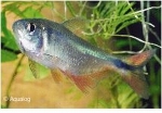 HEMIGRAMMUS CAUDOVITTATUS - RUITENVLEKZALM