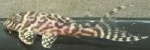 L-400 HYPANCISTRUS SPECIE