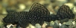 ANCISTRUS LEUCOSTICTUS ALGETER