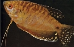 TRICHOGASTER TRICHOPTERIS CHOCO GOERAMIE - GOERAMIE