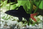 LABEO BICOLOR - VUURSTAART