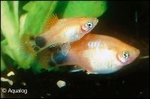 XIPHOPHORUS MACULATUS PLATY MAAN GEEL / PLATY VICTORIE GEEL