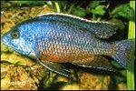 PROTOMELAS TAENIOLATUS BOADZULU RED EMPIRE