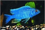SCIAENOCHROMIS  AHLI ICEBERG