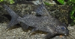 SYNODONTIS VELIFERA