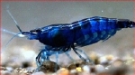 GARNAAL NEOCARDINA DAVIDI VAR. RILI BLAUW