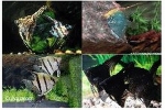 PTEROPHYLLUM - MAANVIS MIX XL