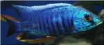 COPADICHROMIS BORTEYI TANZANIA WHITE