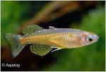 PSEUDOMUGIL GERTRUDAE - REGENBOOGZALMPJE