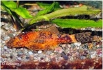 LDA-16 ANCISTRUS SP. RED BLACK