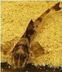 RINELORICARIA SIMILLIMA