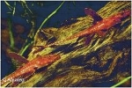 RINELORICARIA LANCEOLATA SP. RED