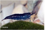 GARNAAL BLEU DREAM NEOCARIDINA DAVIDI