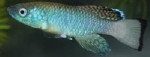 NOTHOBRANCHIUS GUENTHERI BLEU