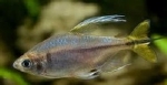 HEMIGRAMMPOETERSIUS CAUDALIS - GELE CONGOZALM