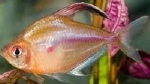HYPHESSOBRYCON SOCOLOFFI BRAZILIE - BLOEDVLEKTETRA