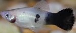 XIPHOPHORUS MACULATUS - PLATY PANDA XIPHORUS MACULATUS