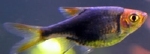 RASBORA/TRIGONOSTIGMA  HETEROMORPHA BLACK - KEGELVLEK ZWART