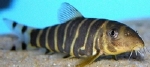 BOTIA DARIO - BENGALEN BOTIA
