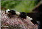 PROTOMYZON PACHICHILUS - PANDA MODDERKRUIPER