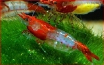 GARNAAL NEOCARDINA DAVIDI VAR. RILI RED