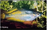 MELANOTAENIA PARKINSONI - PARKINSONI REGENBOOGVIS