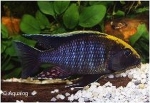 AULONOCARA MAYLANDII S