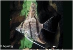 PTEROPHYLLUM LEOPARD SMOKE -  MAANVIS